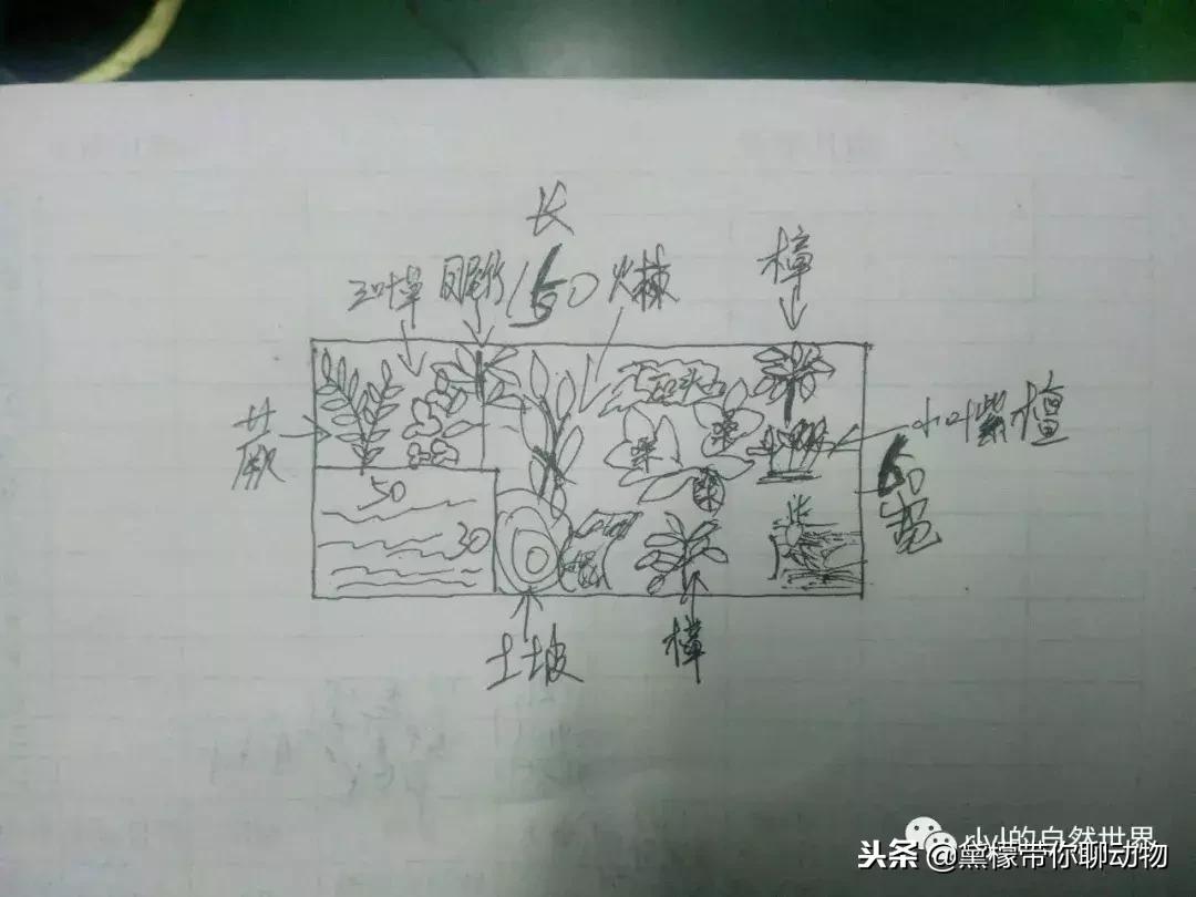 丛林造景黄缘龟池设计图大全,龟宝宝黄缘龟生态缸造景教程