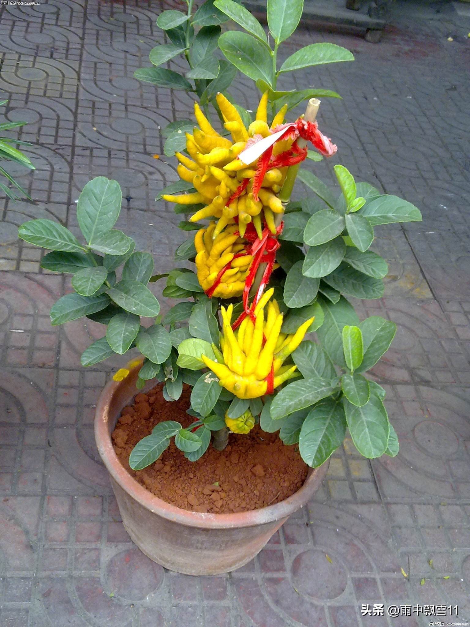 佛手什么时间开花挂果,佛手挂果的养殖方法