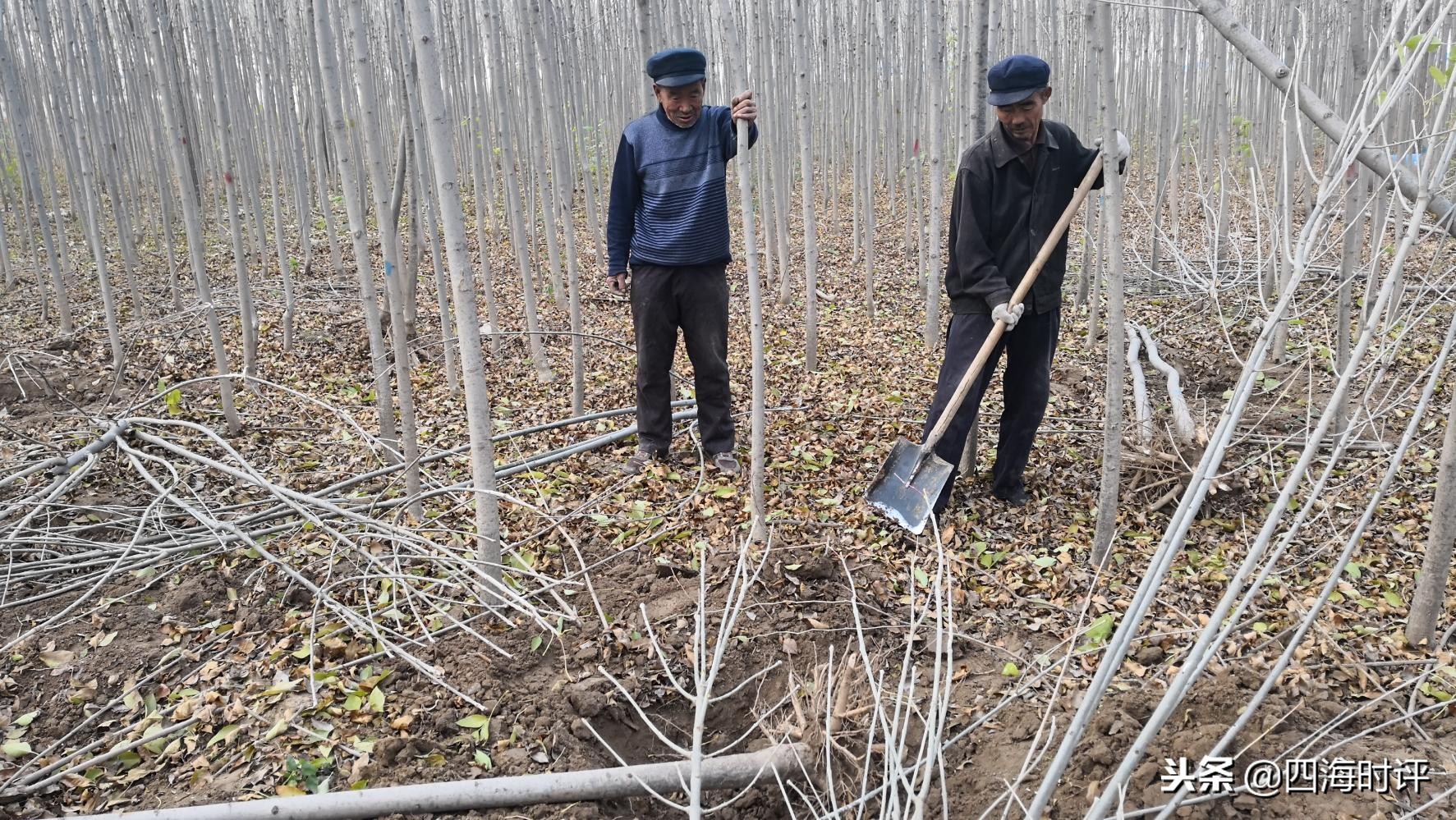 开封速生白蜡树苗多少钱一棵,速生白蜡树十公分什么价格