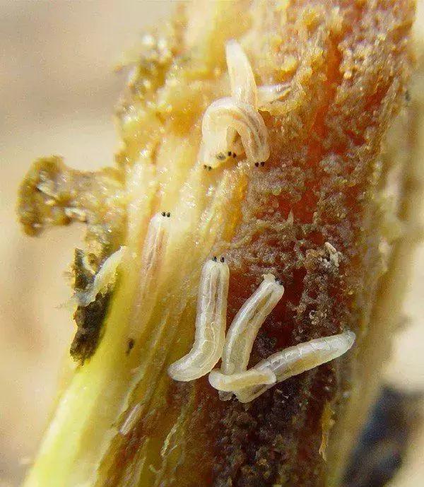 蔬菜各种害虫图片,蔬菜害虫100种图及害虫名称