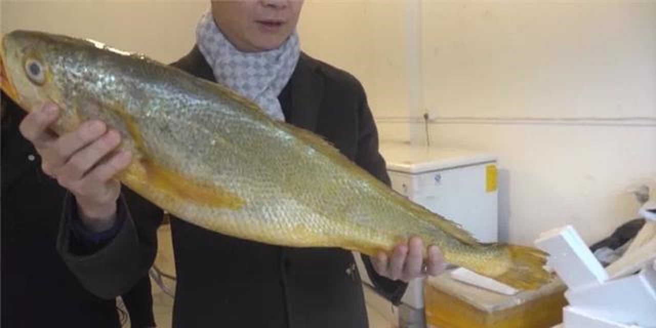 浙江舟山大黄鱼价格,浙江渔民捕到4.9公斤大黄鱼卖
