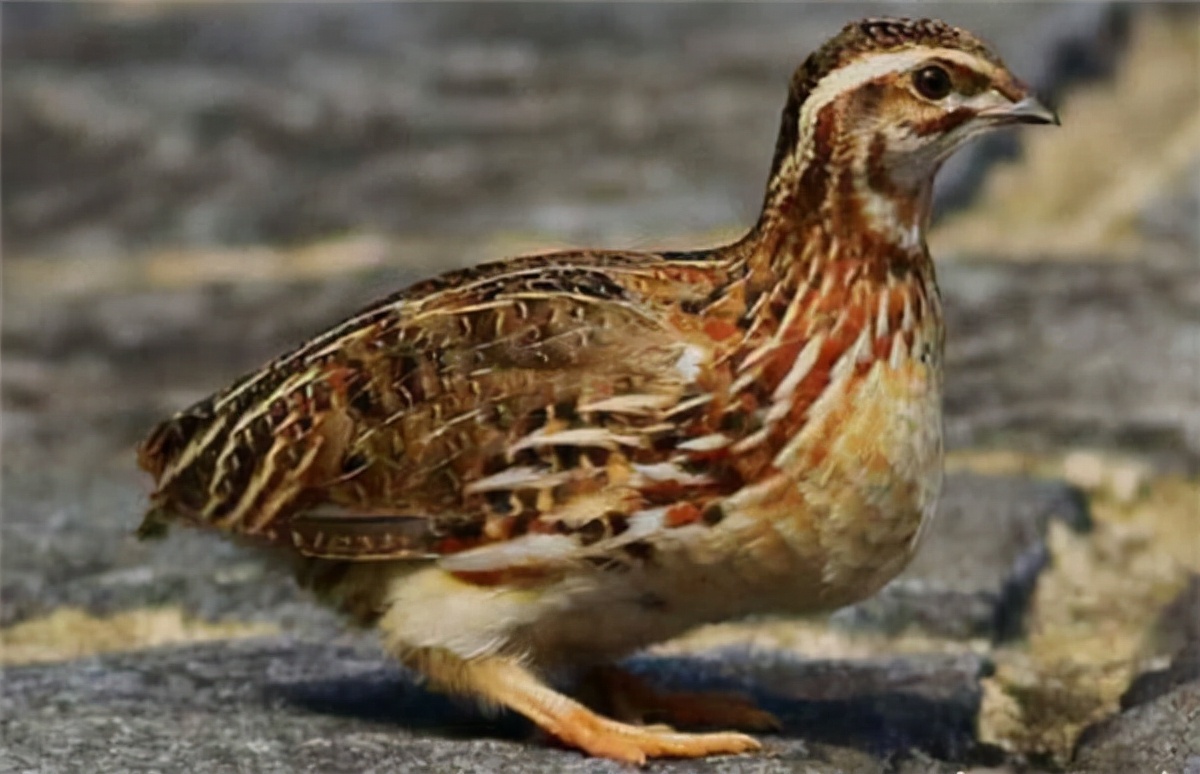 38岁河南小伙回乡创业,农村90后小伙回来创业