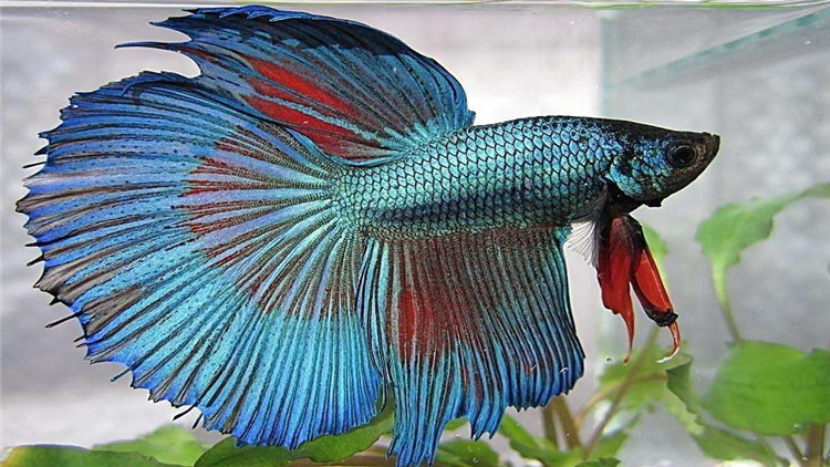 斗鱼生病要怎么治疗尾巴缺损,斗鱼越养越没活力了