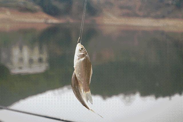 小鱼闹窝大鱼是不是不会来,小鱼闹窝大鱼不来