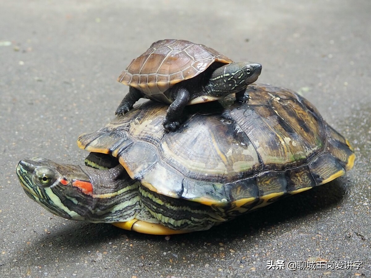为什么乌龟是长寿的象征,乌龟王八都长寿原因