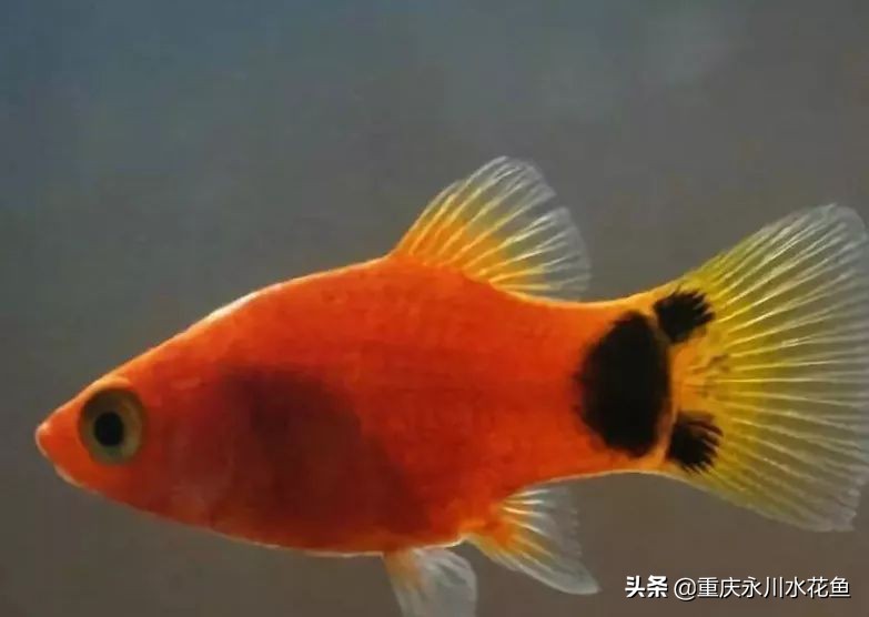 十大最好看的观赏鱼,观赏鱼100种形态