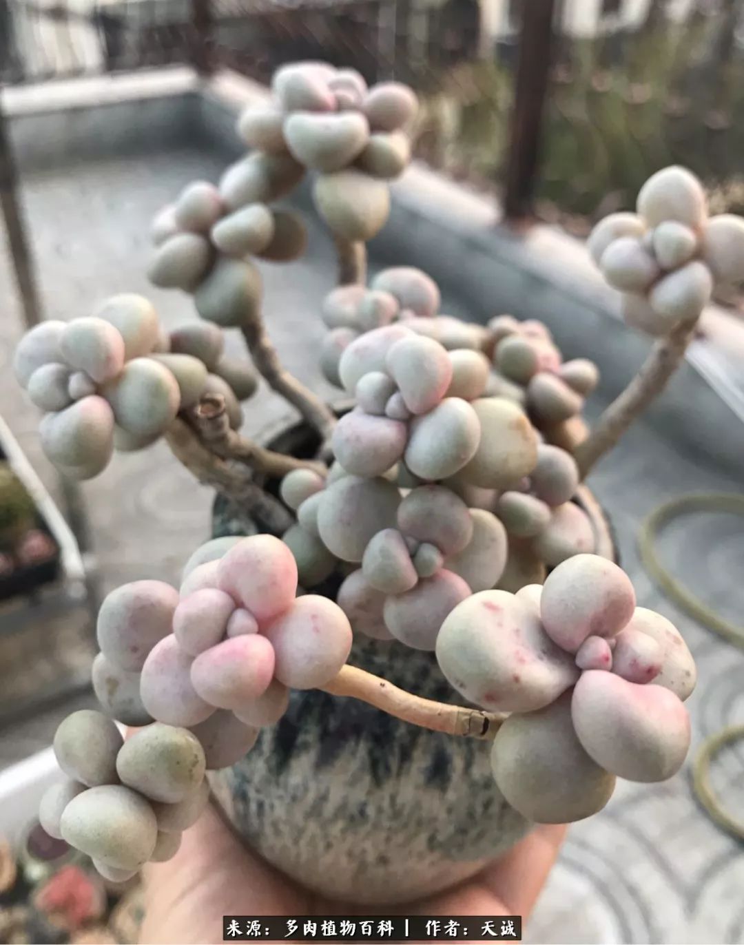 多肉从小养到大的过程,真爱的力量教程