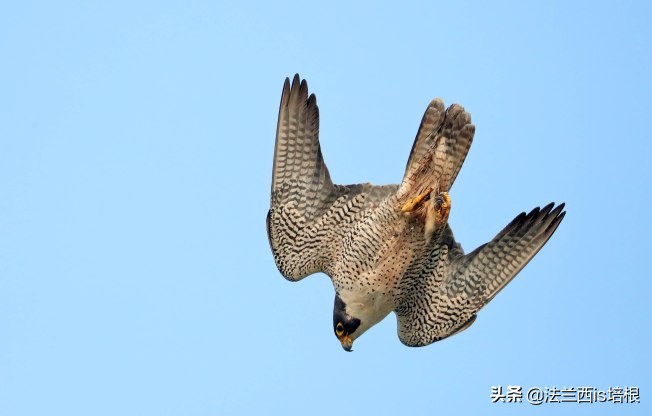 飞得最快的游隼，破解了航空史上的气流分离难题