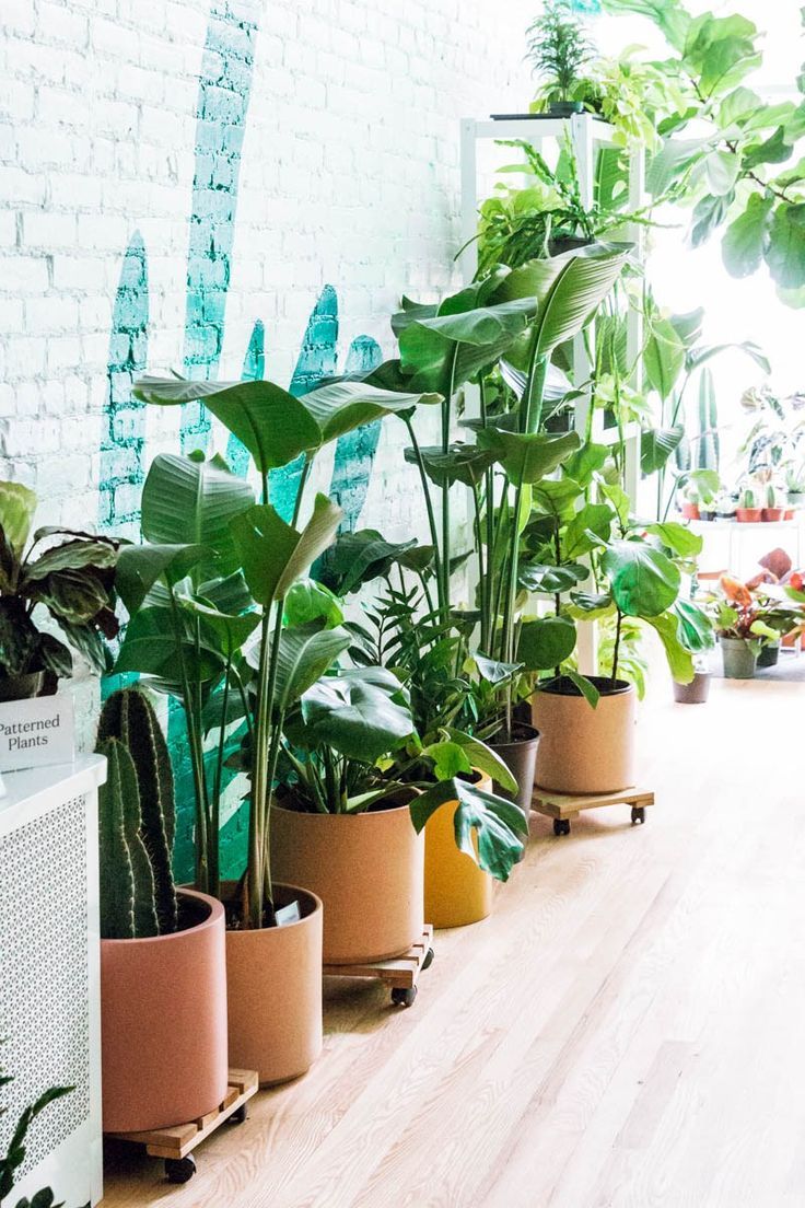 绿植去甲醛最有效的方法,绿植吸收甲醛后甲醛去哪里了