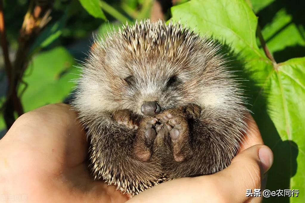 閲庣敓鍒虹尙鍙互绉佽嚜鍏诲悧,鍐滅敯鍑虹幇鍒虹尙濂戒箞