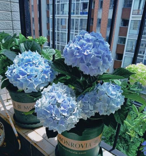 夏天养绣球鲜花,夏季修剪绣球多久浇水