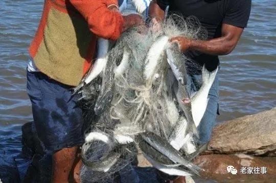 彦淖沟往事------炸鱼