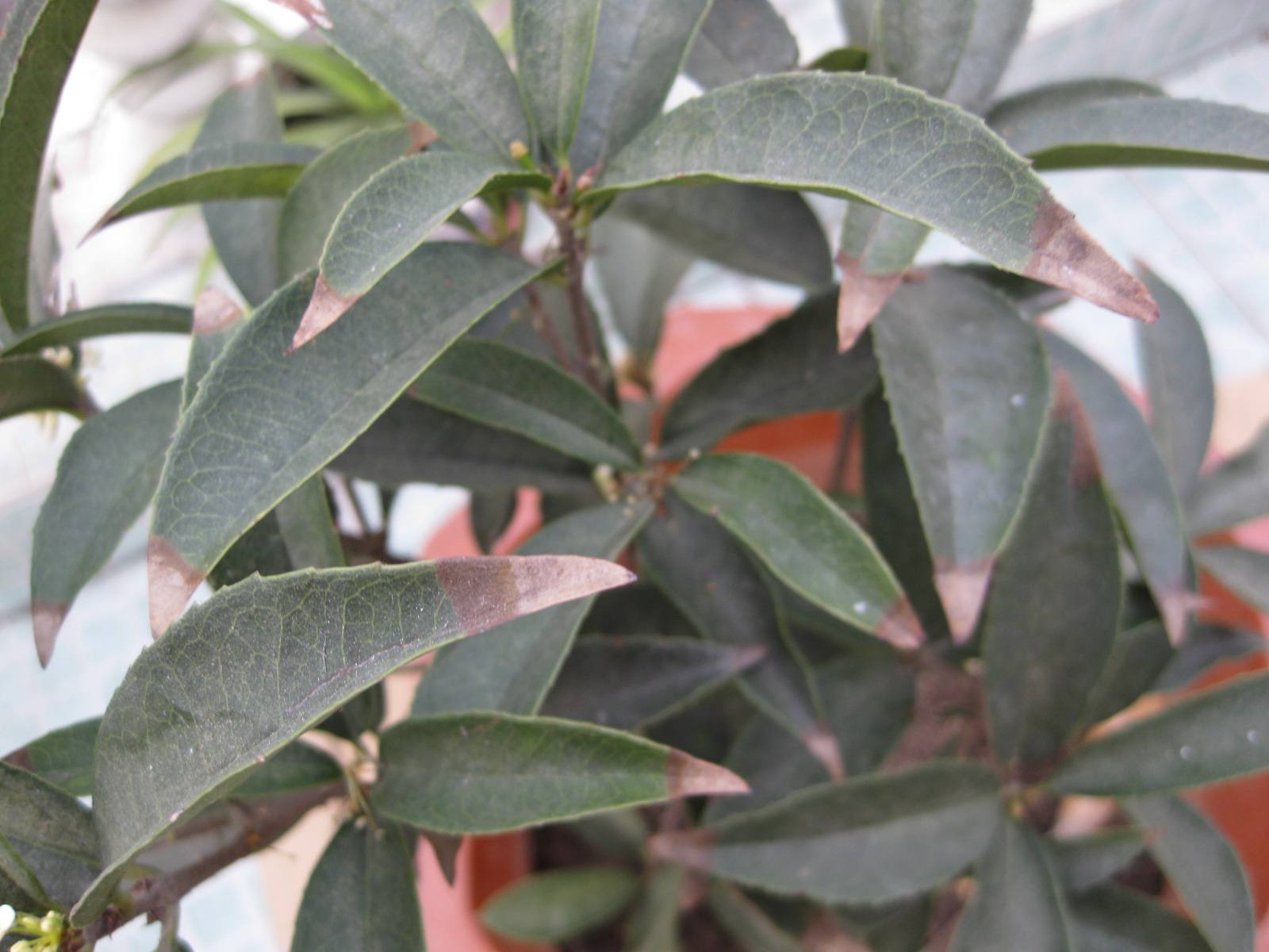 盆栽桂花花芽分化前别做这5件事，否则影响秋天开花