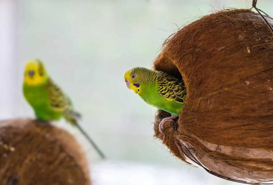 虎皮鹦鹉能喝牛奶吗,虎皮鹦鹉小鸟饲养