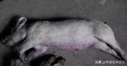 链球菌的症状及防治,链球菌最佳治疗方法