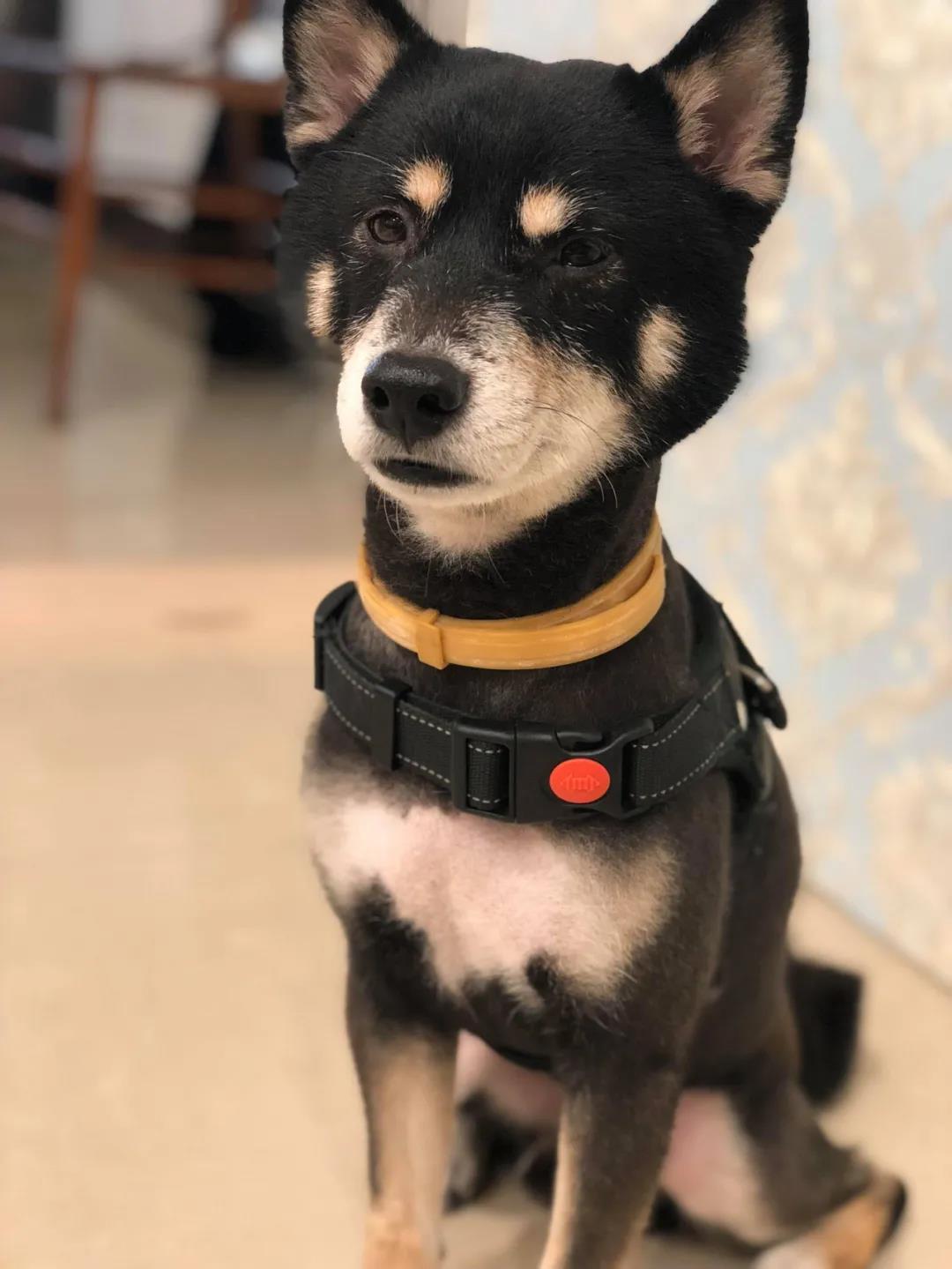 狗狗后部被插入“木棍”，还缠着大量胶带，被救后又遭遗弃