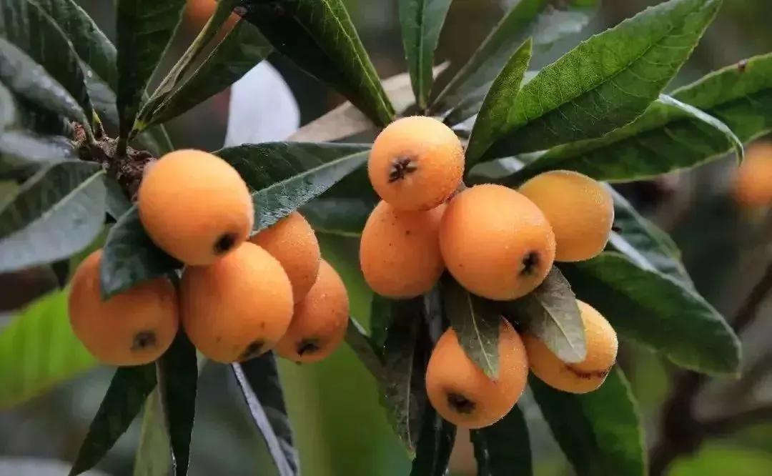 四季应季水果蔬菜,一年四季的时令蔬菜水果