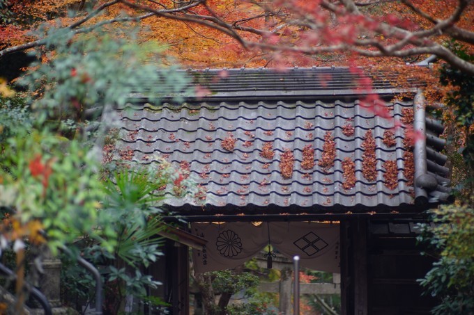 京都赏枫2022,京都赏枫必去景点有哪些好玩的