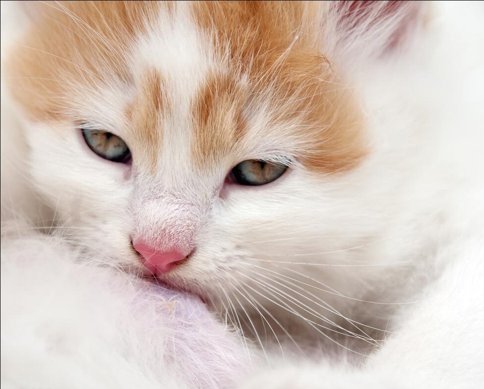 小奶猫眼睛总是被分泌物黏住,小奶猫眼睛分泌物多是什么原因