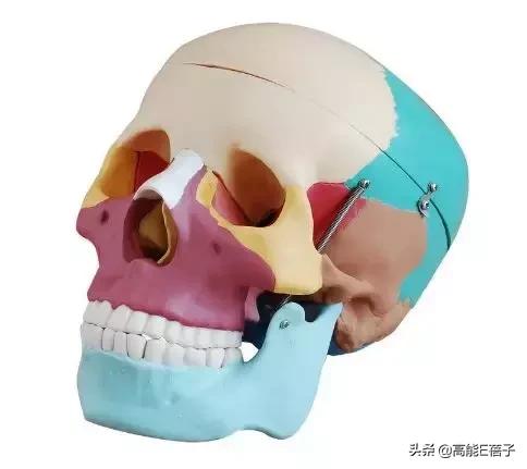 脸大真的不如脸小的好看吗,脸小真的显瘦吗