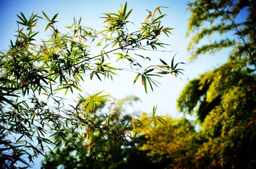 每逢节后胖三斤?是时候来宜兴竹海吸氧遛弯了!