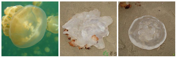 青岛沿海旅游景点,青岛精华步骤