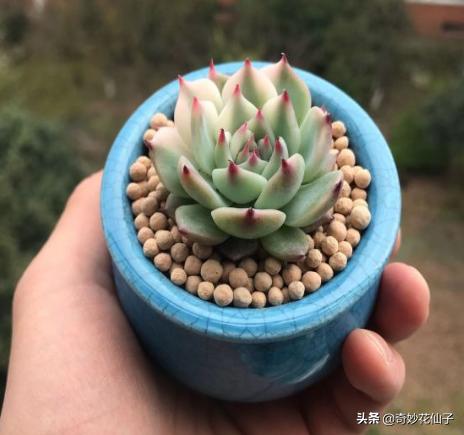 这些花全是药锦，买回家必死，送你都不能要