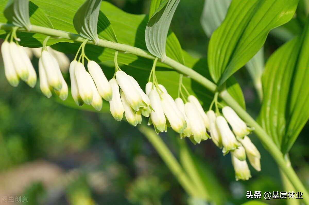 林下种植黄精需要注意什么,油茶林下种植黄精视频