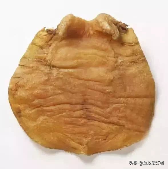 新手买鱼胶买什么好,网上买鱼胶要注意什么