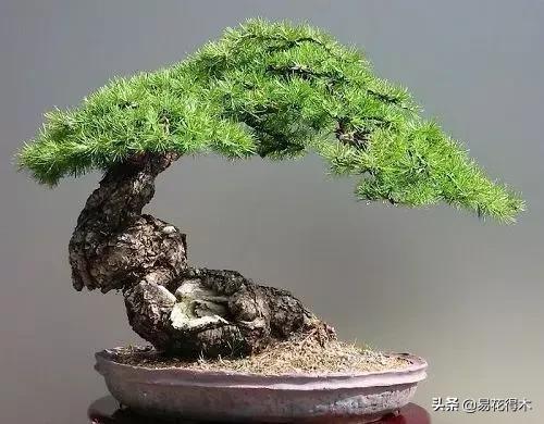 下山桩杀根没到位怎么处理,下山桩的处理方法