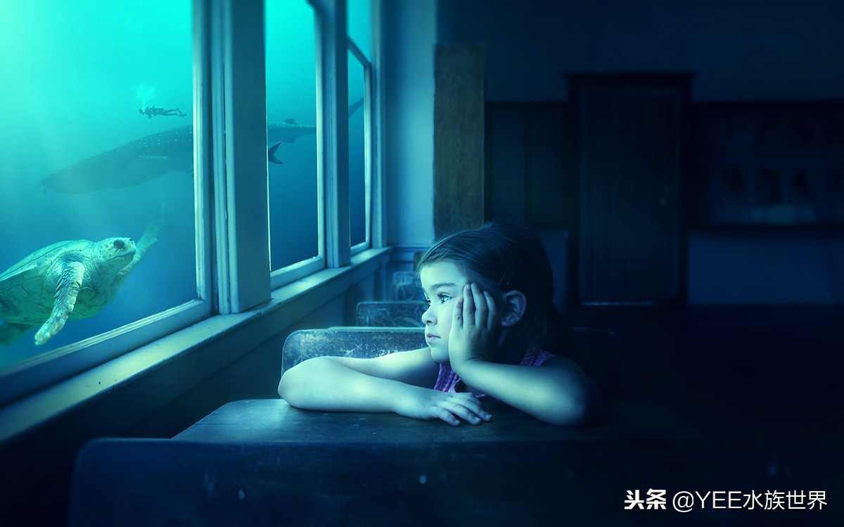 这些年对养龟的误解,养龟需注意的事情