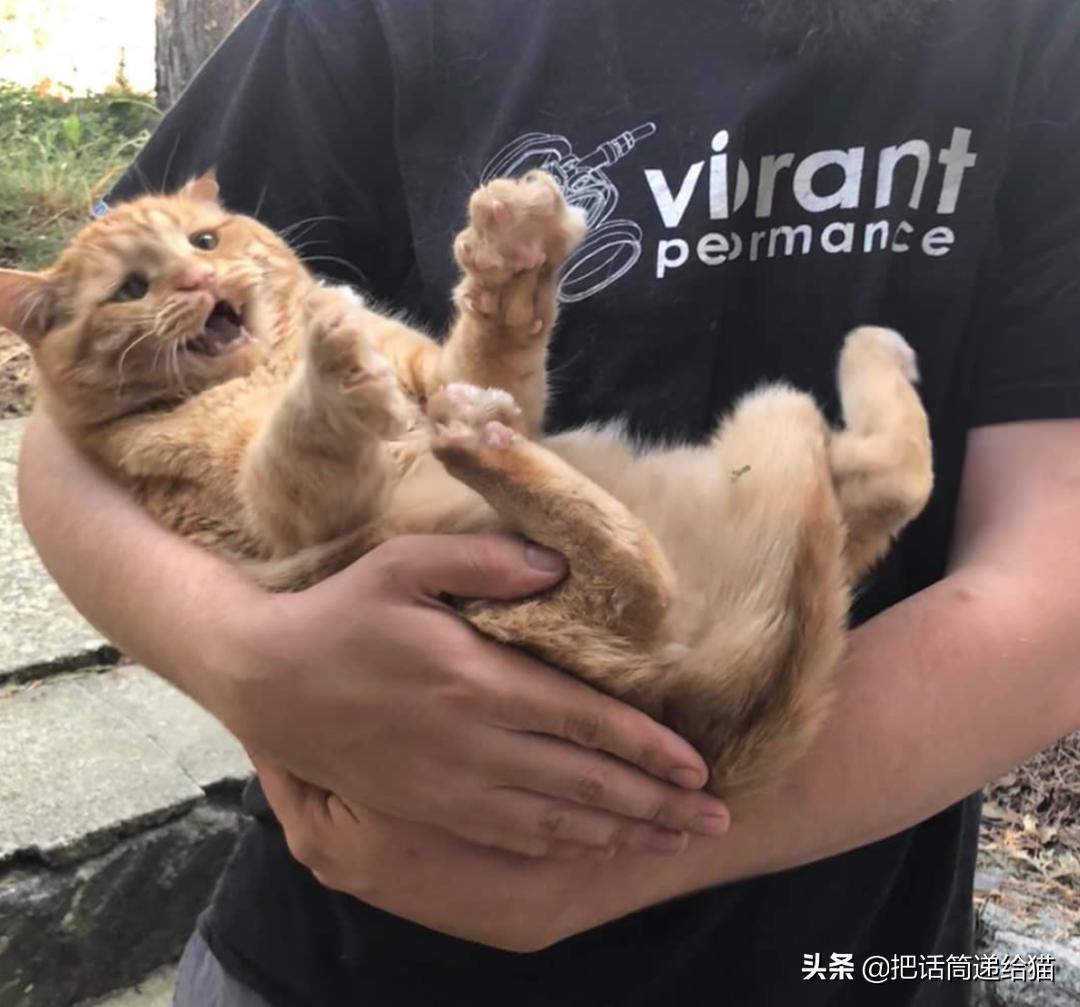 被弃养了一次的猫,从病魔中救回的猫脱离安乐死