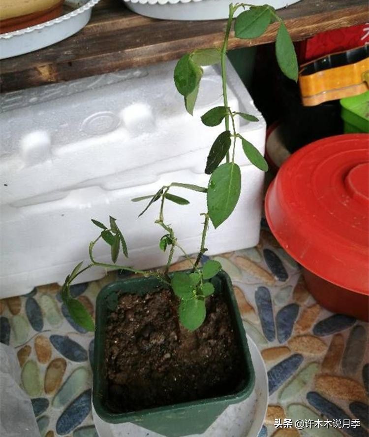 月季新手种植教程,购苗、修剪、施肥、浇水、喷药,手把手教你