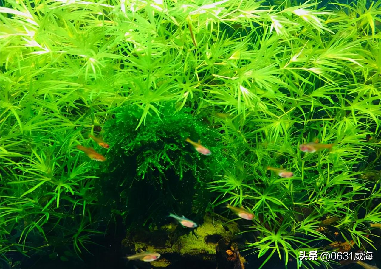 观赏鱼冬天几点喂水最合适,观赏鱼下雨可以喂食吗北方