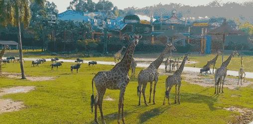 超级详细的广州长隆旅游攻略,超详细的广州长隆游玩攻略