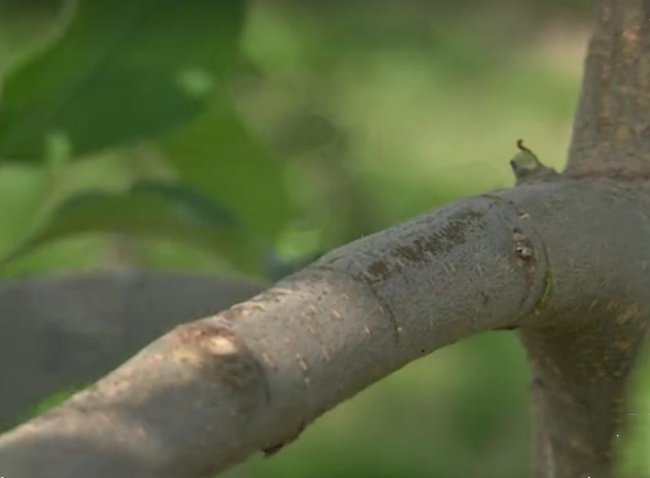 苹果出现斑点，到底是怎么回事？
