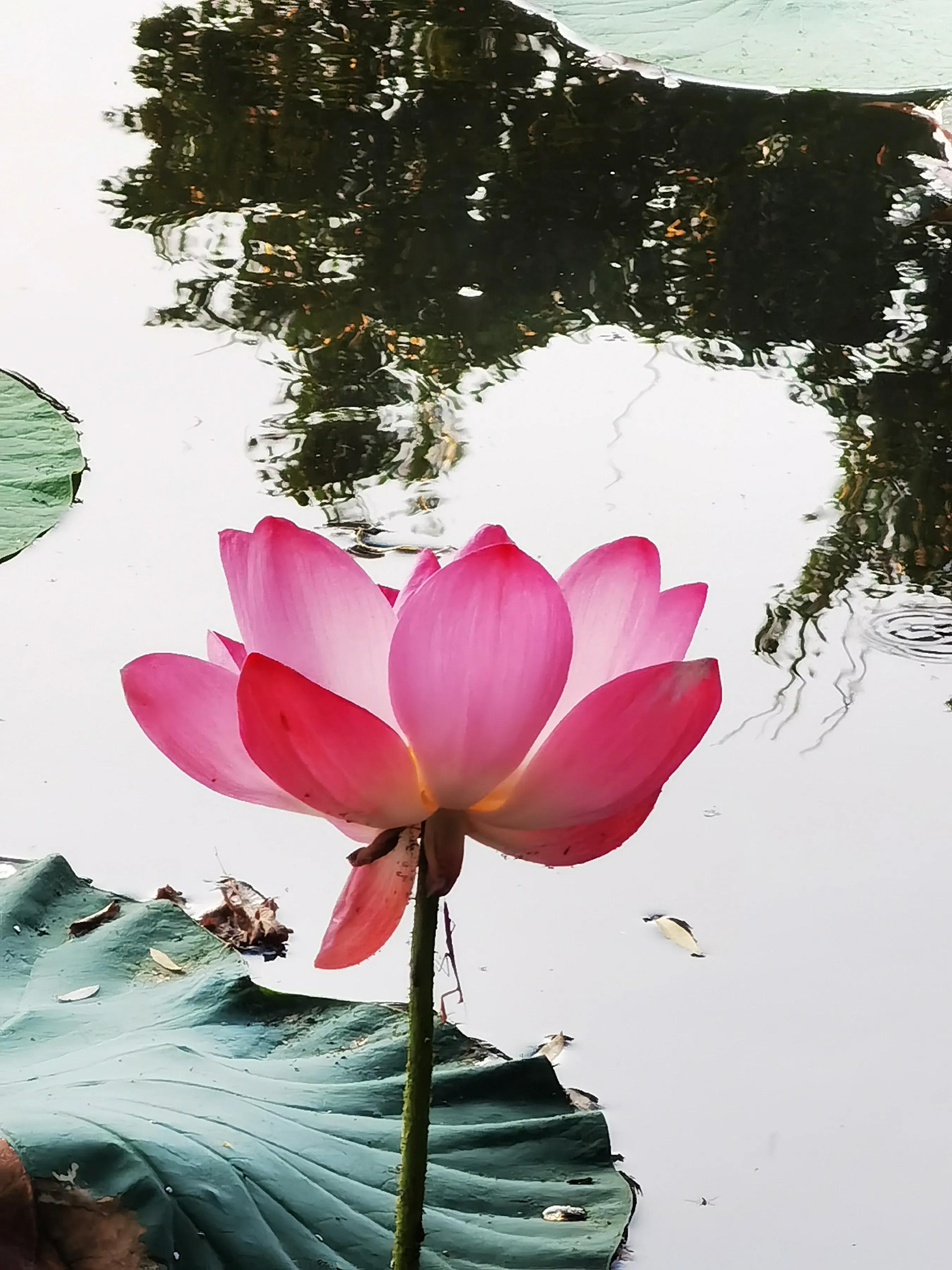 手机摄影手册圈友作品选第5期,手拍世界摄影交流平台