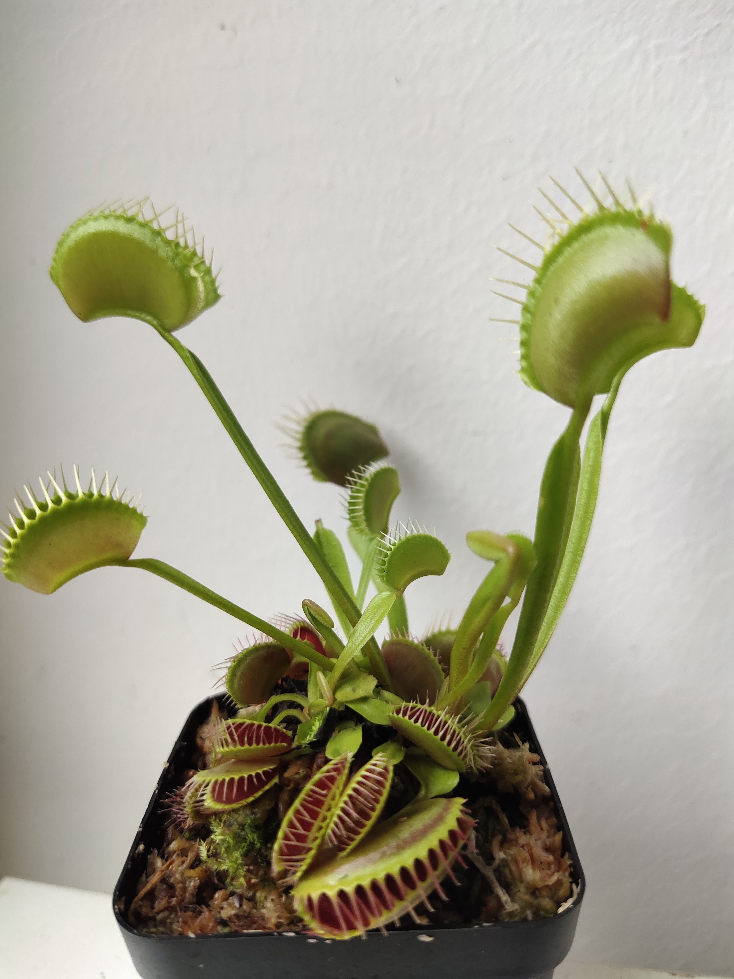 怎么让捕蝇草快速长大,捕蝇草长大是什么样子