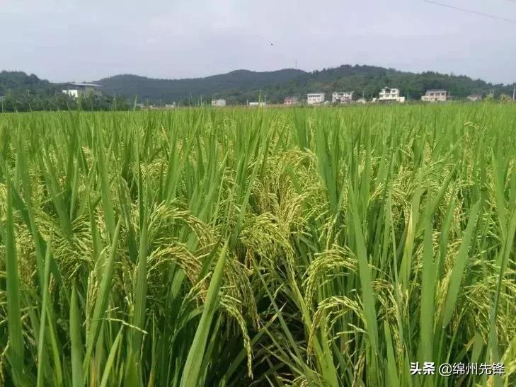 蔬菜果皮变废为宝做酵素,垃圾酵素的制作方法