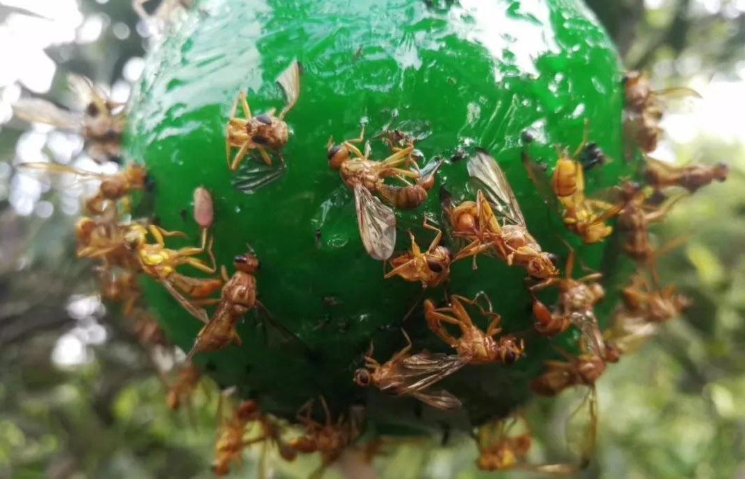 如何防果实蝇虫,防治果蝇虫的方法