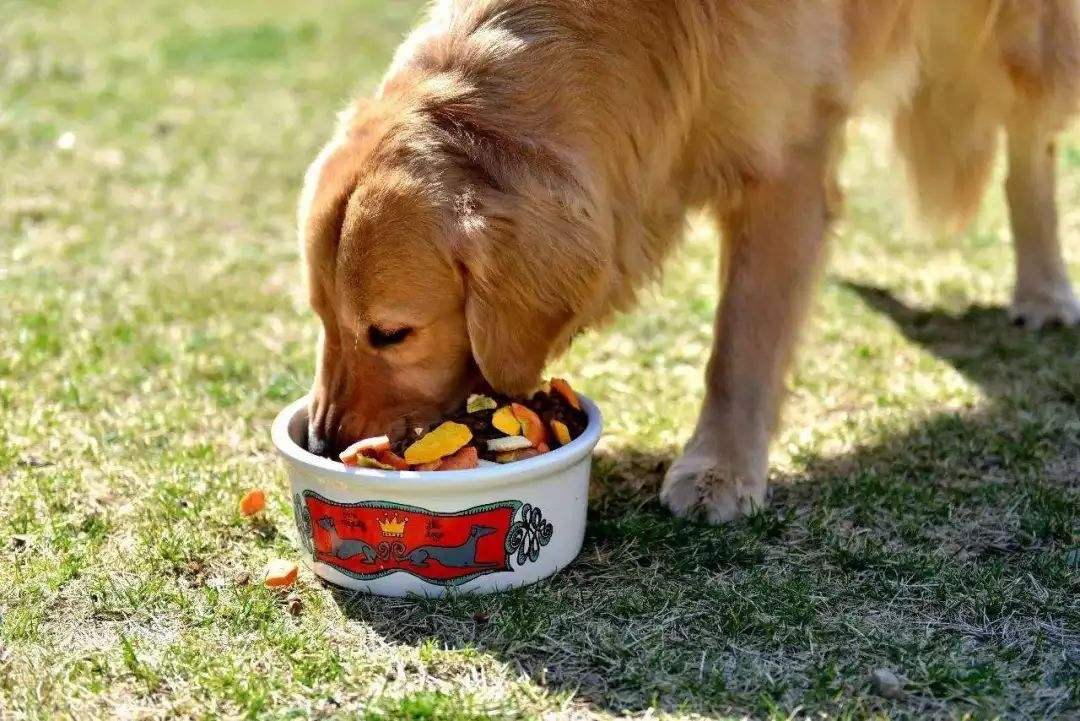 怎么喂食才能保证狗狗健康,狗狗怎么合理喂食和注意事项