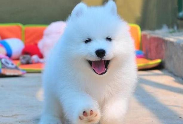 萨摩耶不同阶段要吃什么,养萨摩耶需要知道的