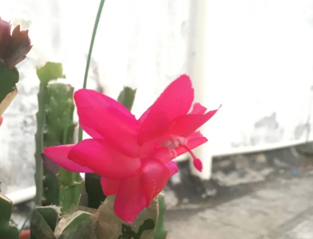 蟹爪兰一盆3个颜色,蟹爪兰100品种图片