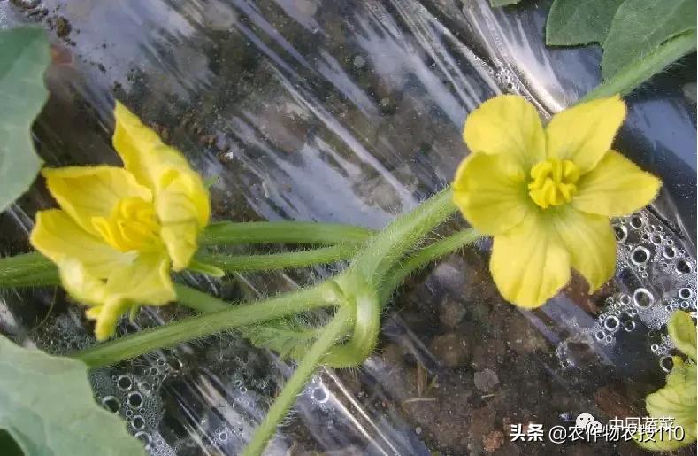 西瓜栽培技术全面的文字解释,西瓜栽培技术和方法