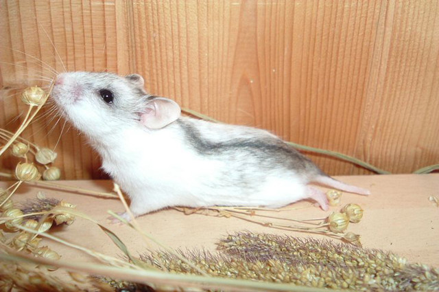 仓鼠长得像老鼠是什么品种,哪种仓鼠长得最不像老鼠