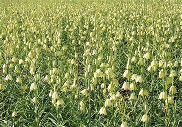 土贝母怎么育种,土贝母怎么养