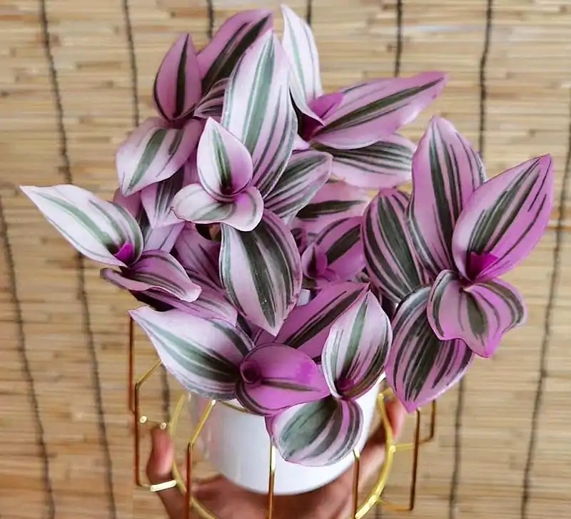 好养的盆栽花卉大全,人养花花