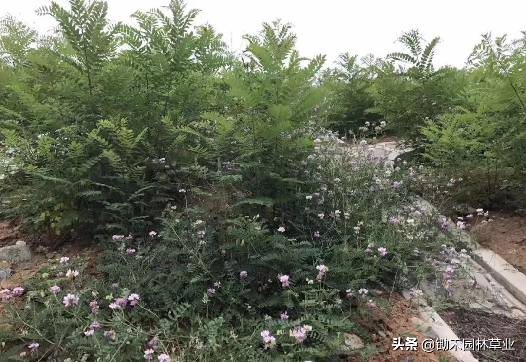 适合盐碱地的植物有哪些,绿化草耐旱品种