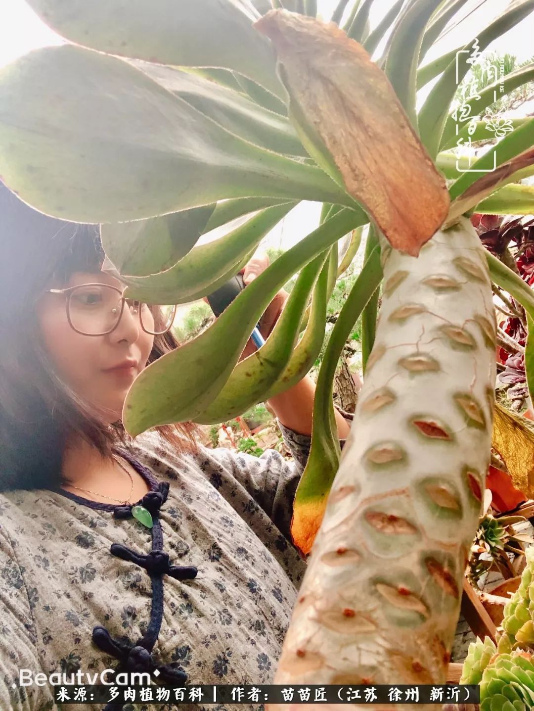 多肉之江湖：众肉友们，修仙渡劫几何了？