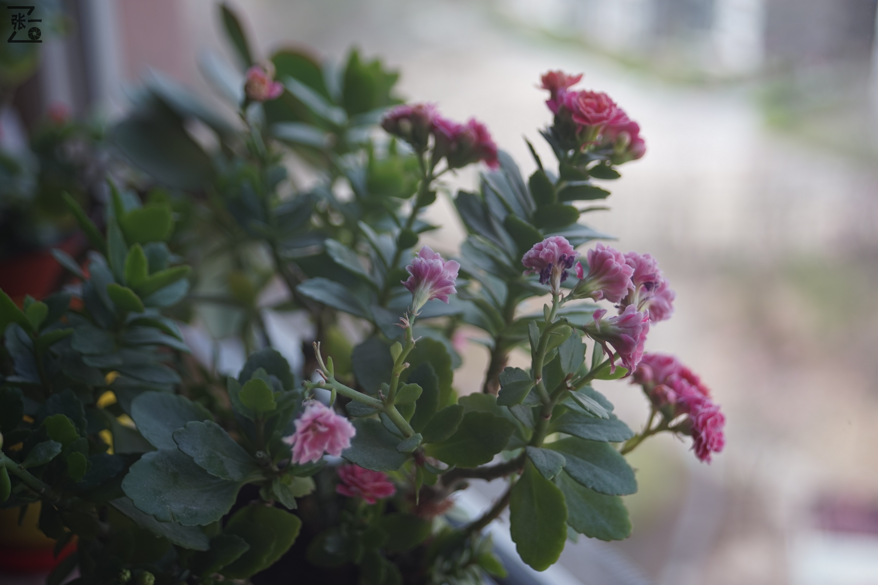 海鸥df300镜头与哪款数码相机通用,海鸥相机df300x怎么样